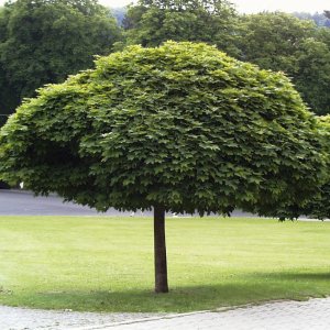 Javor mliečny (Acer platanoides) ´GLOBOSUM´ - výška 220-240 cm, obvod kmeňa 8/10 cm, kont. C30L